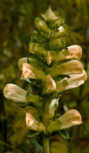 {Pedicularis lanceolata}